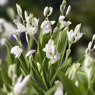Bletilla striata Alba