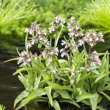 Epipactis Palustris