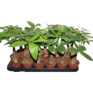 Pachira aquatica