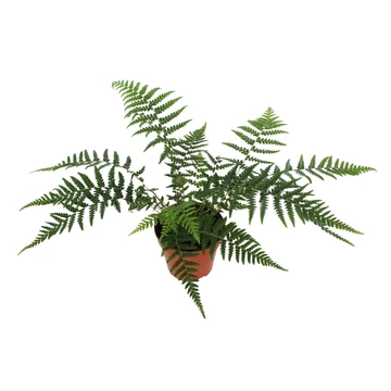 Dicksonia antarctica