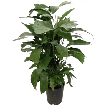 Caryota mitis