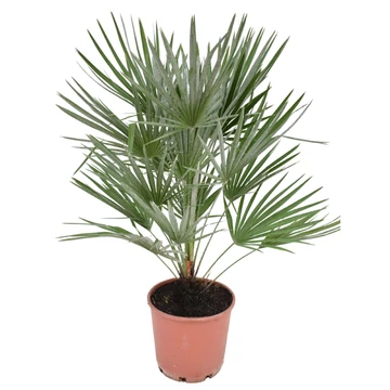 Chamaerops humilis