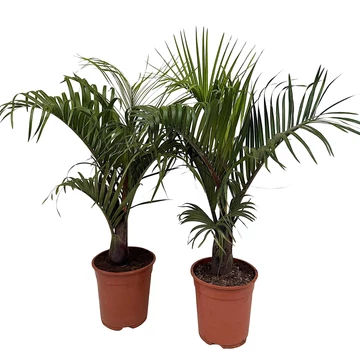 Dypsis decaryi