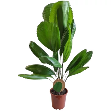 Licuala Grandis