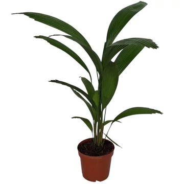 Licuala Grandis