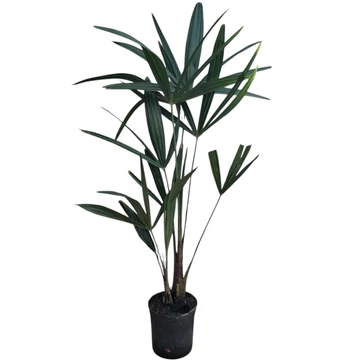 Trachycarpus fortunei