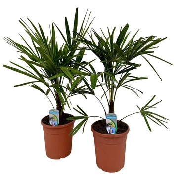 Trachycarpus fortunei
