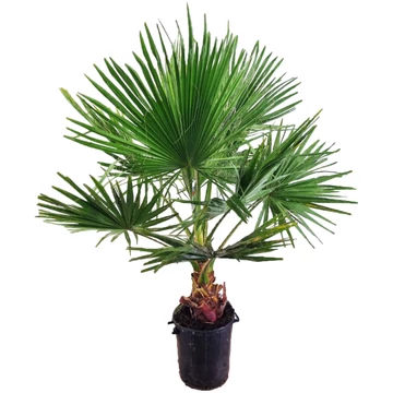 Washingtonia Robusta