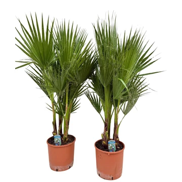 Washingtonia filifera