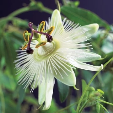 Passiflora Constance Elliot
