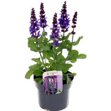 Salvia nemorosa Blue