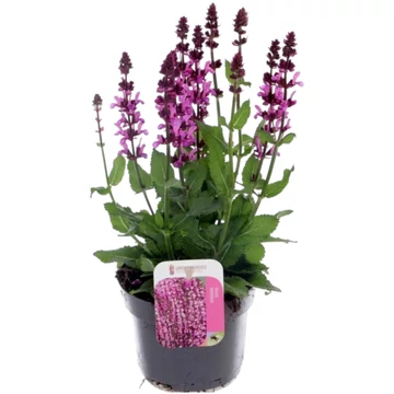 Salvia nemorosa Rosa