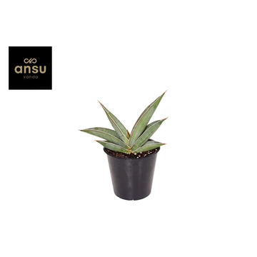 Sansevieria Almond Silver