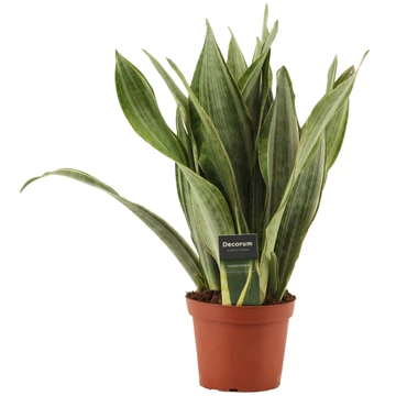 Sansevieria Aubrytiana Marlowe