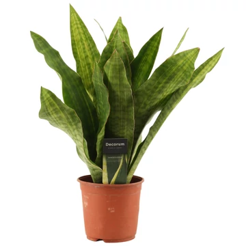 Sansevieria Aubrytiana Nite Lite