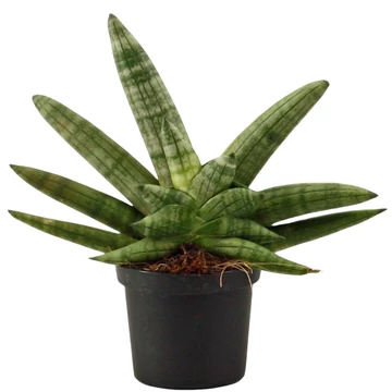 Sansevieria Boncel Double Boncellensis