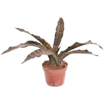 Sansevieria kirkii Coppertone