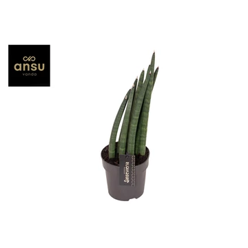 Sansevieria cylindrica Mohawk