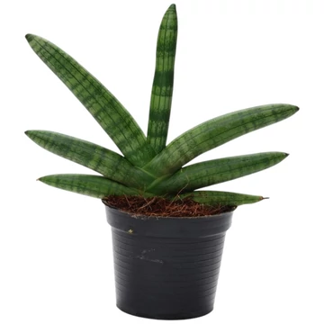 Sansevieria Cylindrica Skyline