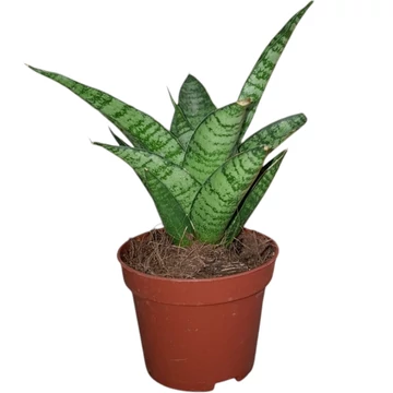 Sansevieria cylindrica Tough Lady