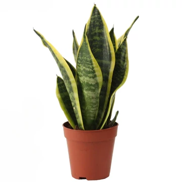 Sansevieria Futura Superba