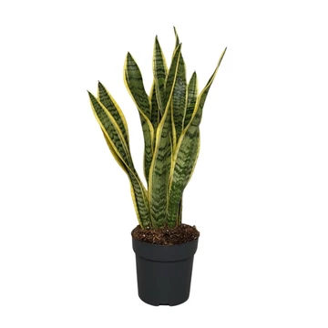 Sansevieria Laurentii