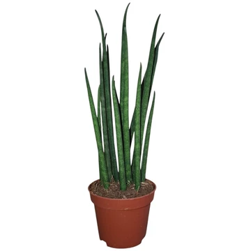 Sansevieria Mikado