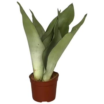 Sansevieria Moonshine
