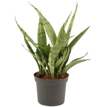Sansevieria Silver Princess