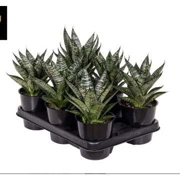 Sansevieria Star Ming Green Marble