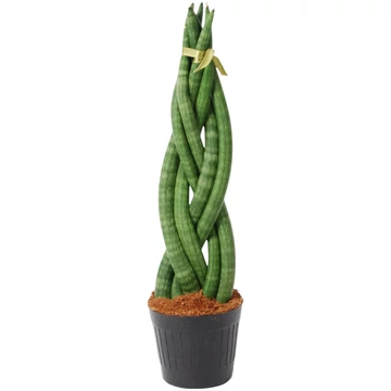 Sansevieria cylindrica Twist
