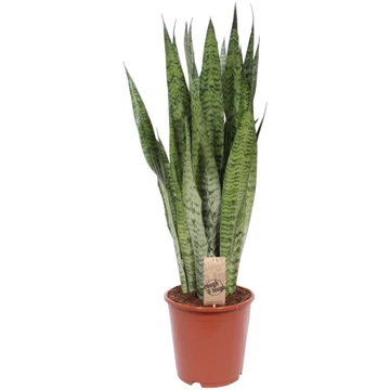 Sansevieria zeylanica