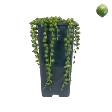 Senecio rowleyanus