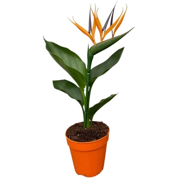 Strelitzia Reginae (művirággal)