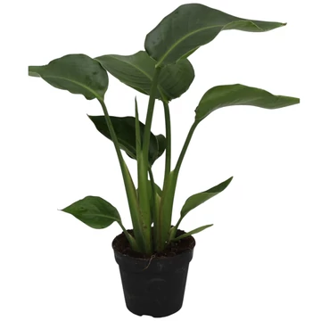 Strelitzia Nicolai