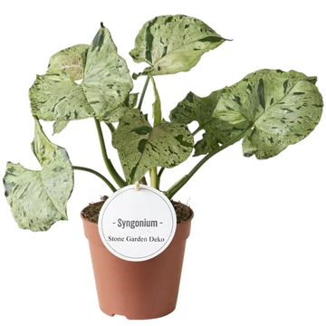 Syngonium Green Splash