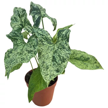 Syngonium mottled Mojito