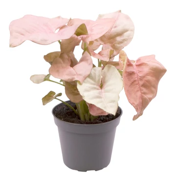 Syngonium Neon Robusta