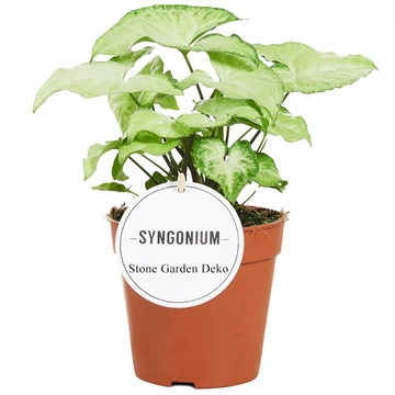 Syngonium White Butterfly