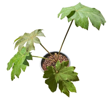 Tetrapanax papyrifera