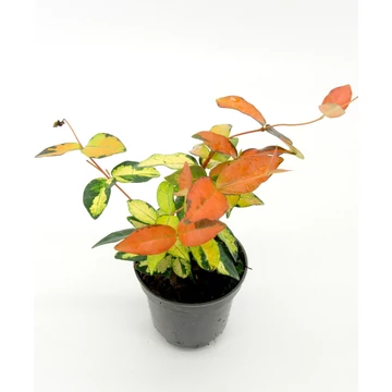 Trachelospermum asiaticum