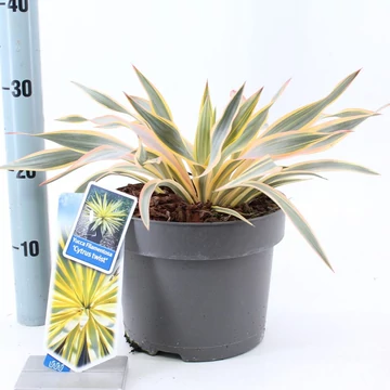 Yucca filamentosa Cytrus twist
