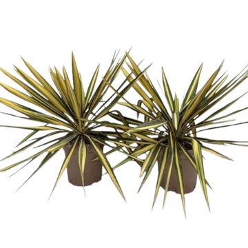 Yucca filamentosa