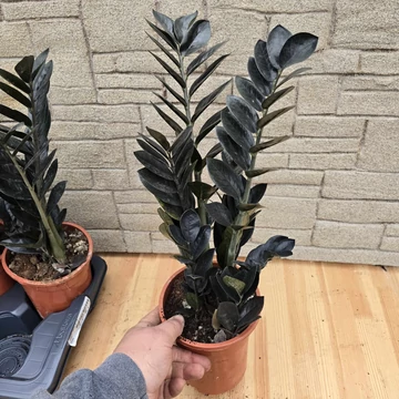 Zamioculcas zamiifolia Raven Black 5+ töves