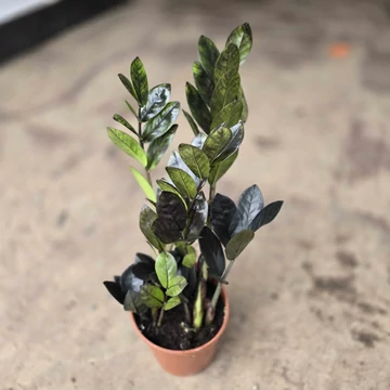 Zamioculcas zamiifolia Raven Black 2-3 töves