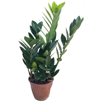 Zamioculcas Zamiifolia