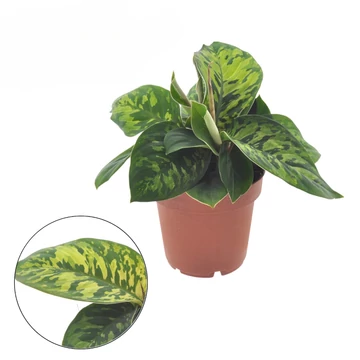 Homalomena wallisii Camouflage