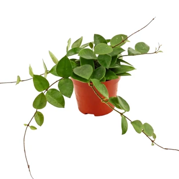Hoya Chouke