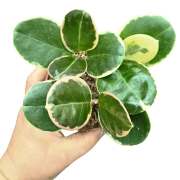 Hoya australis Blondie