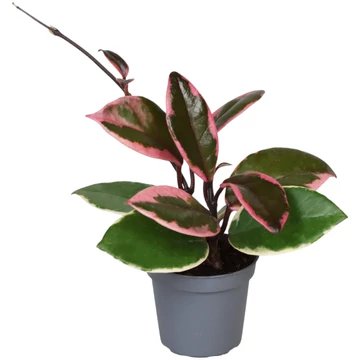 Hoya flamingo Dream